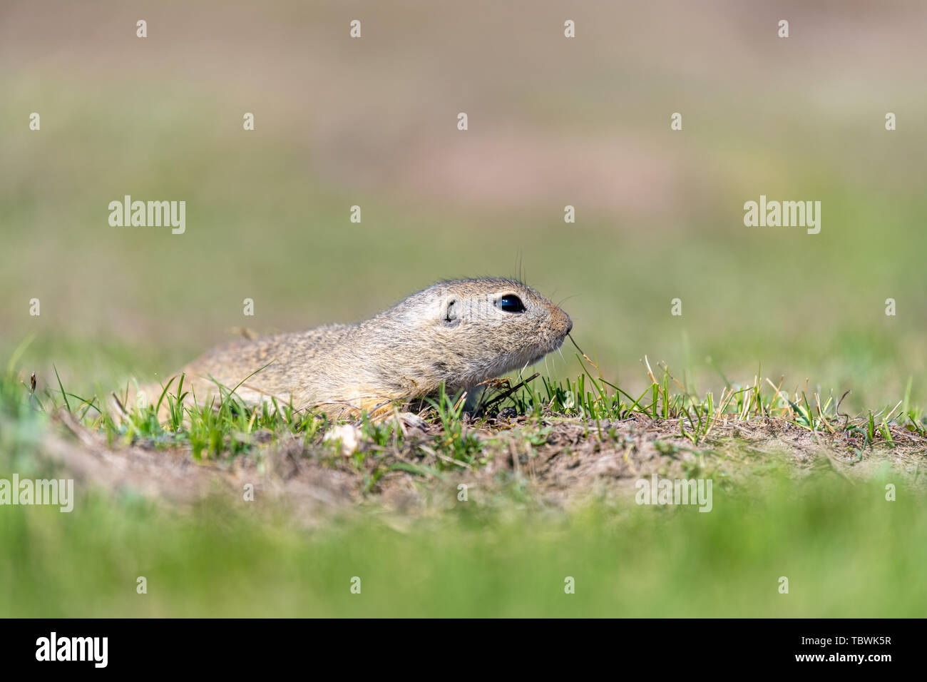 Una salvaje suslik europeo (Spermophilus citellus), también conocido ...