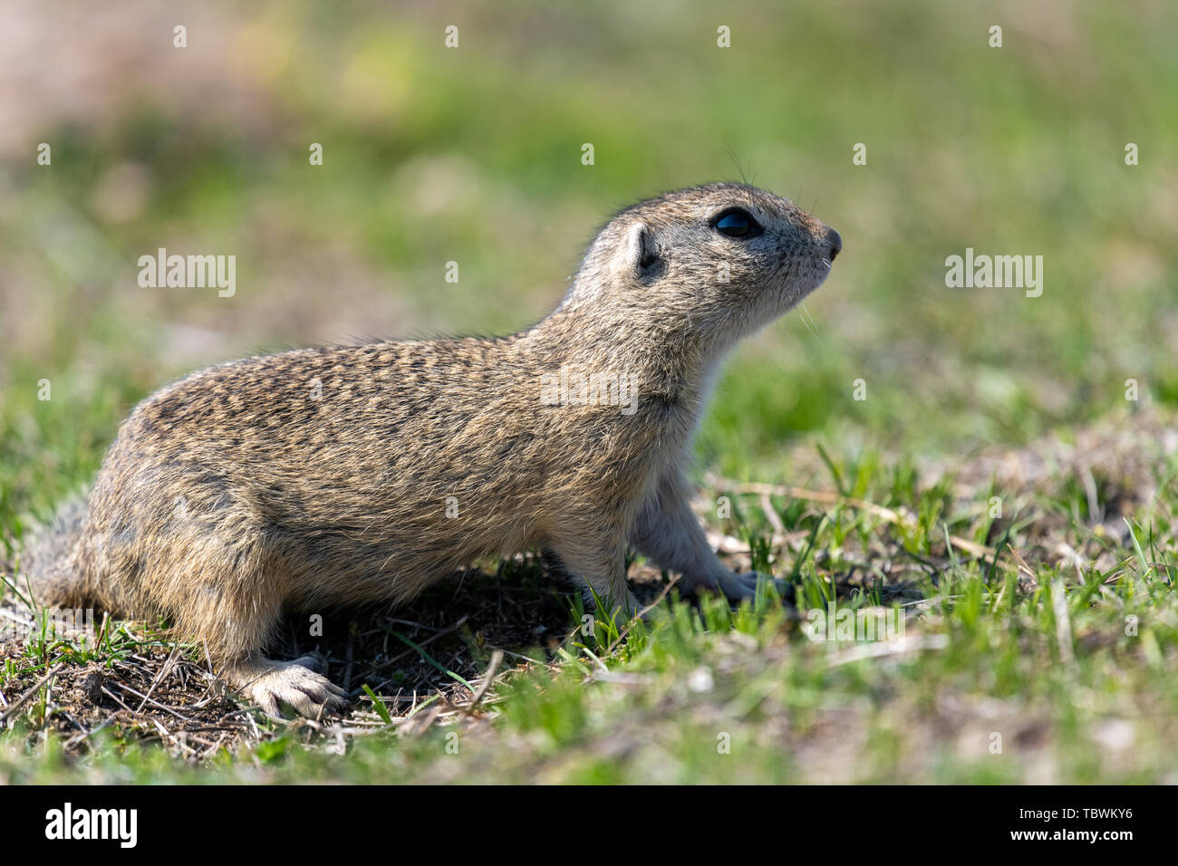 Una salvaje suslik europeo (Spermophilus citellus), también conocido ...