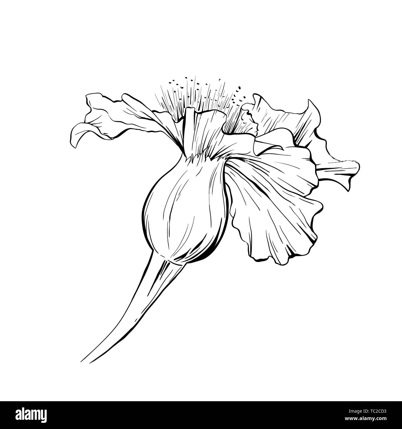 Flor dibujada a mano ilustración vectorial. Bolígrafo de tinta floral bosquejo de esquema. Clipart en blanco y negro. Flor realista el dibujo a mano alzada. Elemento de diseño floral monocroma aislado Ilustración del Vector