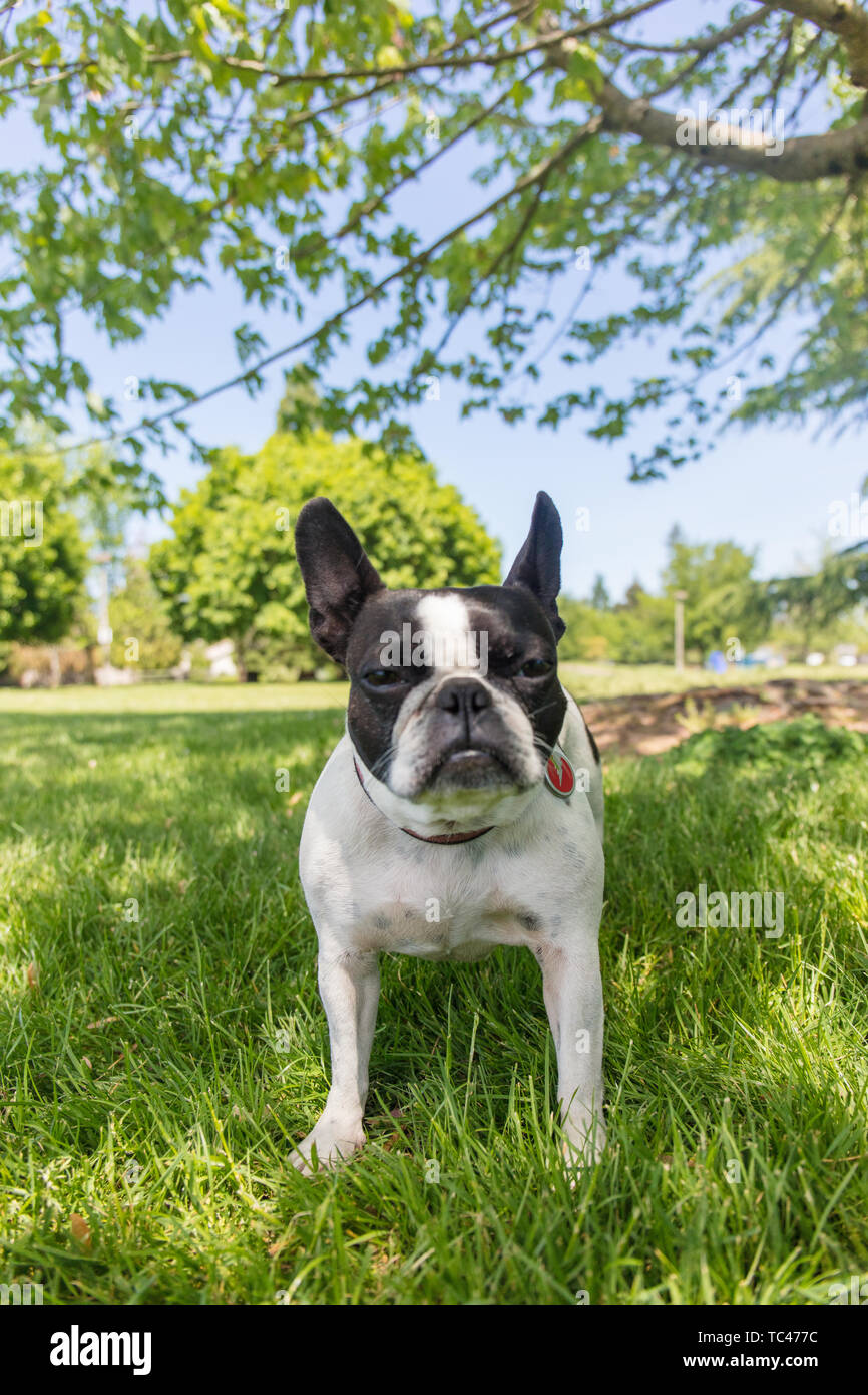 Bulldog Francés, Boston Terrier, perro de raza mixta Fotografía de stock -  Alamy