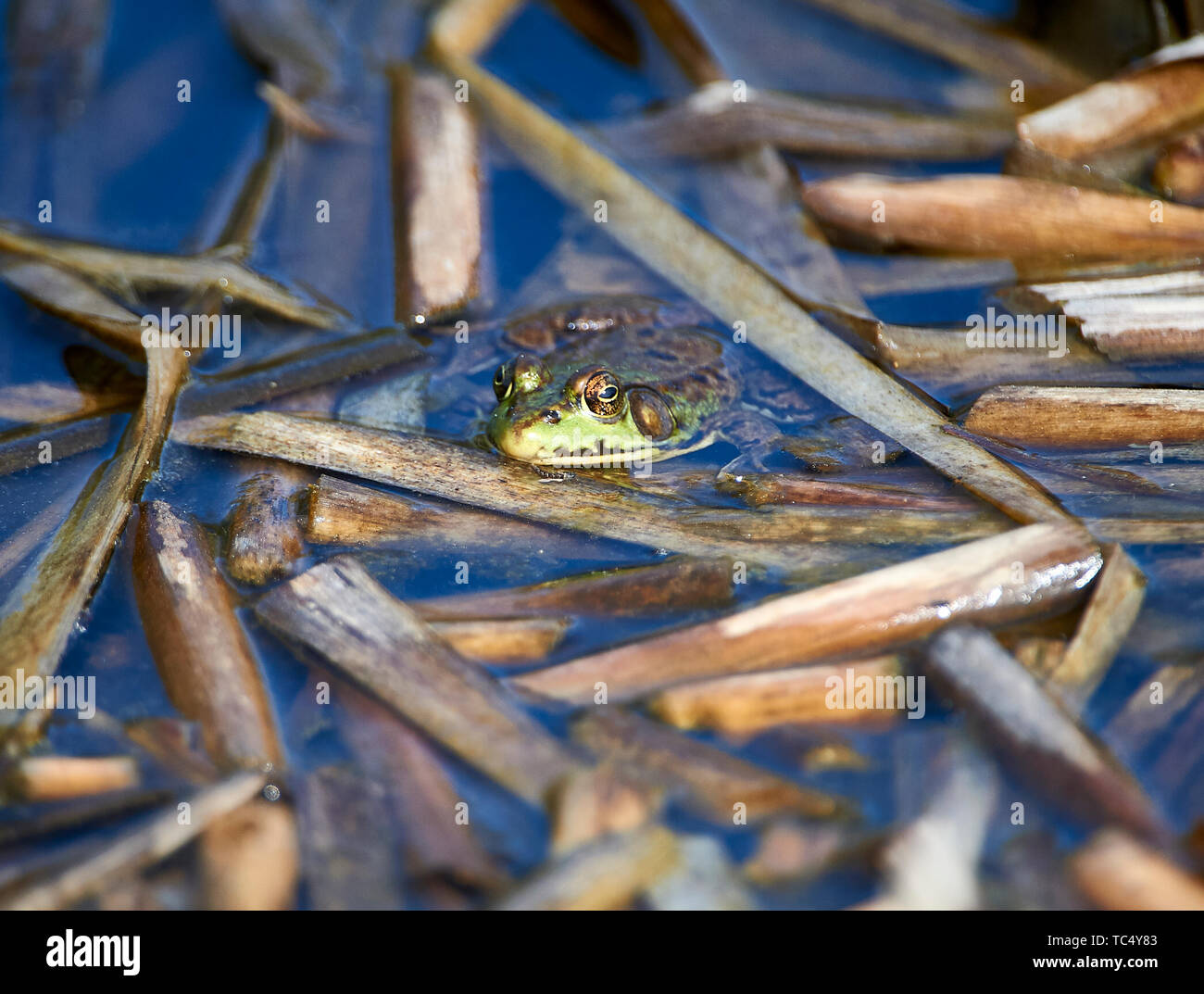 Rana Verde (Rana clamitans) en un estanque, Upper Clements, en Annapolis Royal, Nova Scotia, Canadá Foto de stock