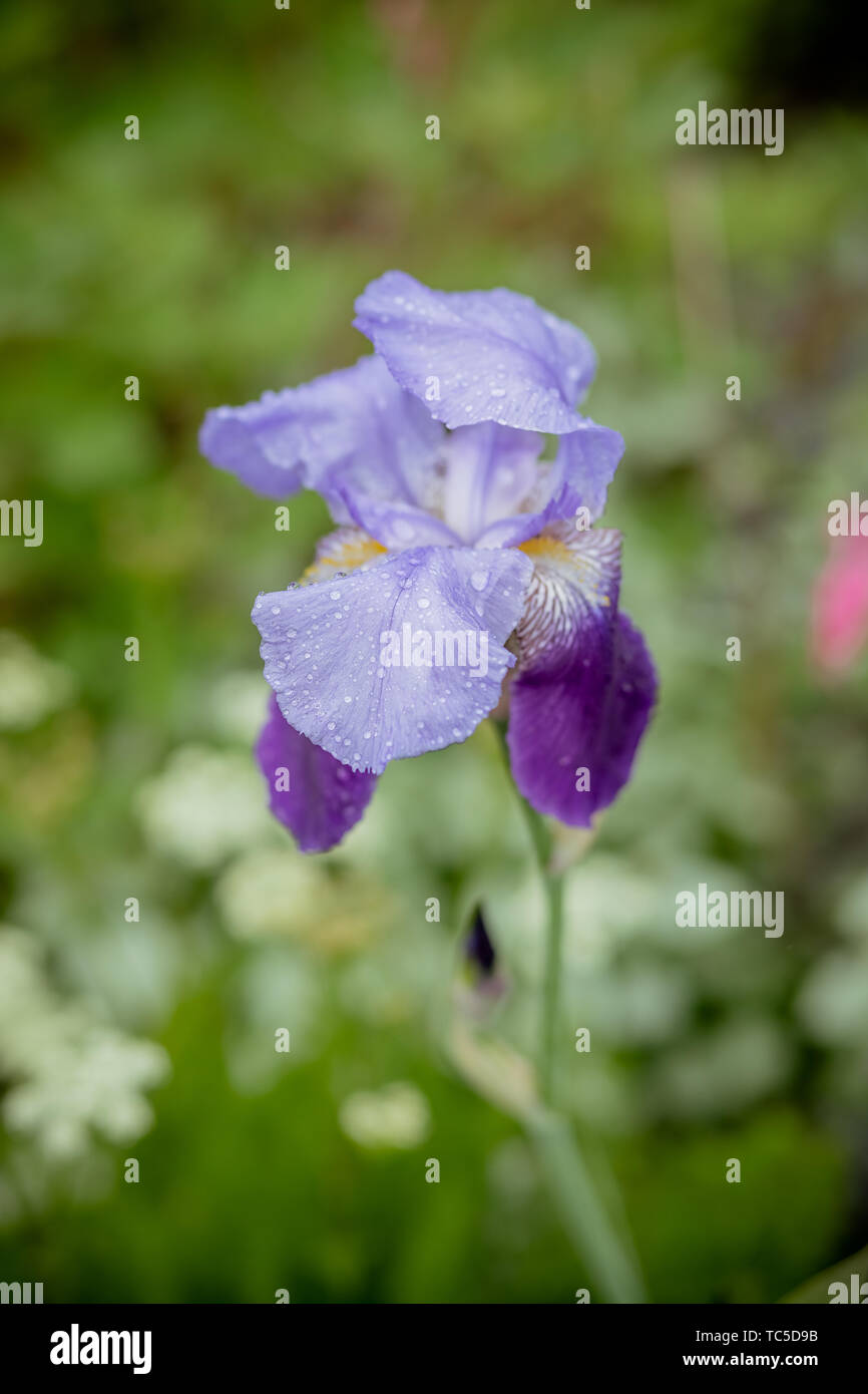 Iris violeta sobre verde pradera fondo brillante.Florece primavera flor de iris en el spring garden. Primavera flor púrpura Iris bajo la luz solar. Foco en Foto de stock