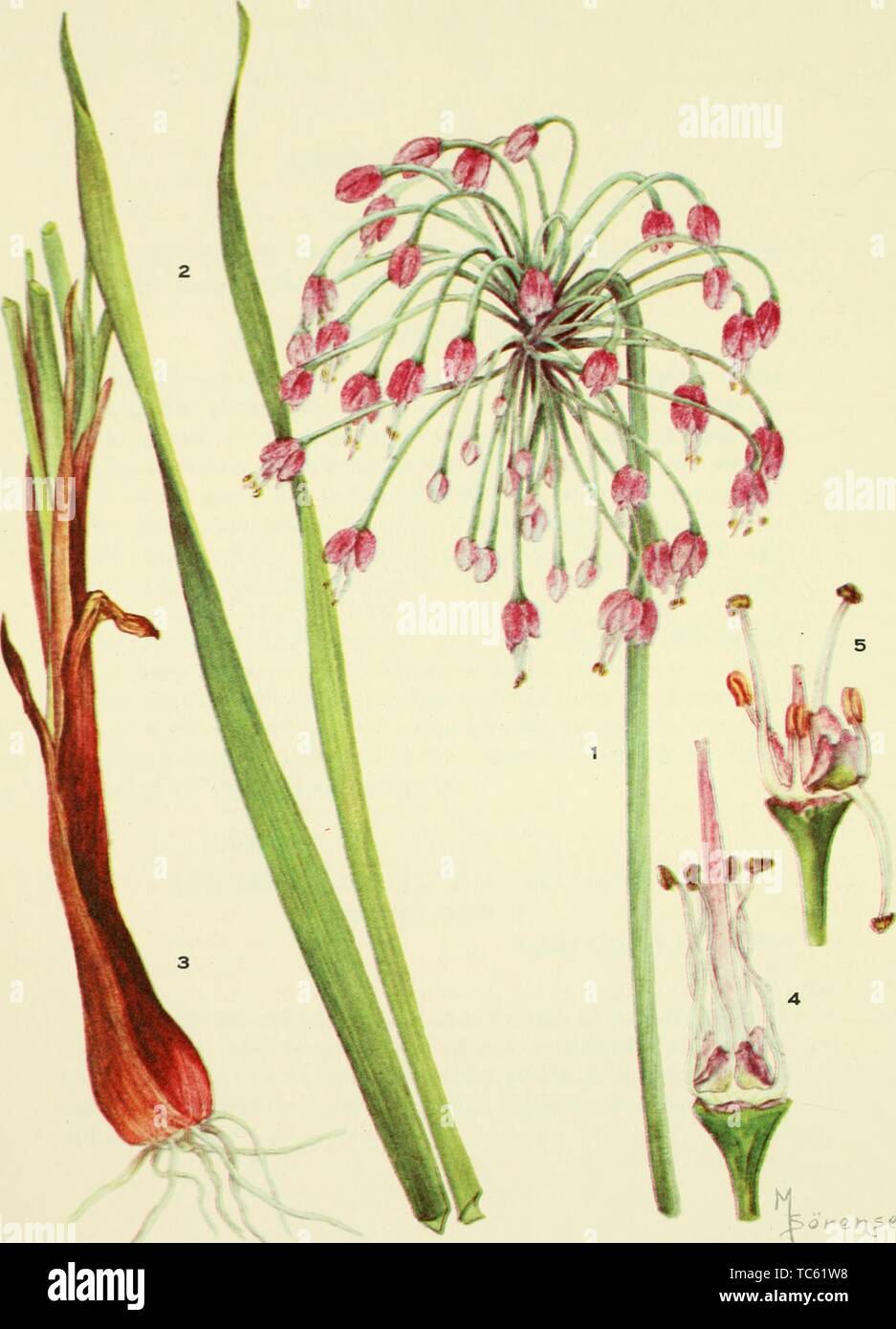 Grabados de la cebolla (Allium Cernuum asintiendo con la cabeza), del libro 'Addisonia' por el Jardín Botánico de Nueva York, 1923. Cortesía de Internet Archive. () Foto de stock