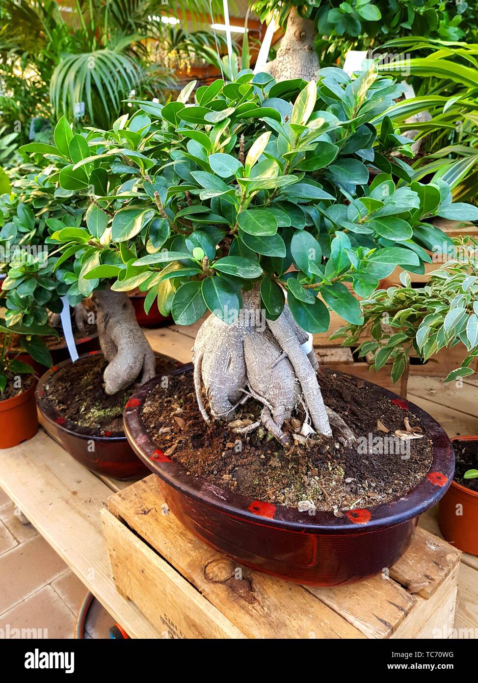 Ficus Ginseng Bonsai (Ficus retusa) en un centro de jardinería. Ginseng
