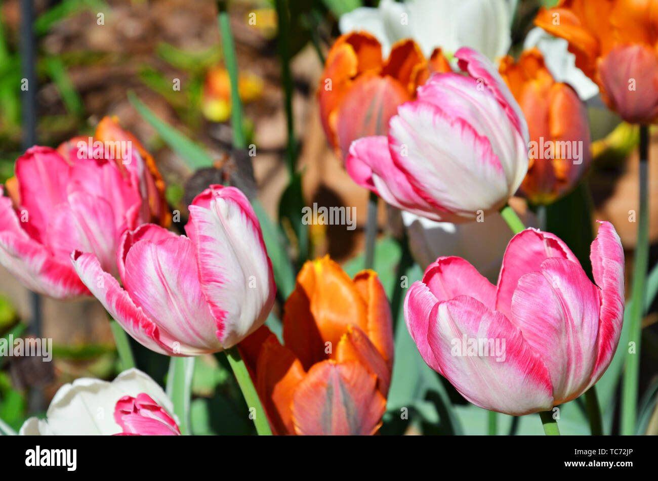 Flores de colores diferentes flores Ramo de tulipanes en día soleado. Concepto de primavera tulipanes multicolores creciente huerto en el jardín. Foto de stock