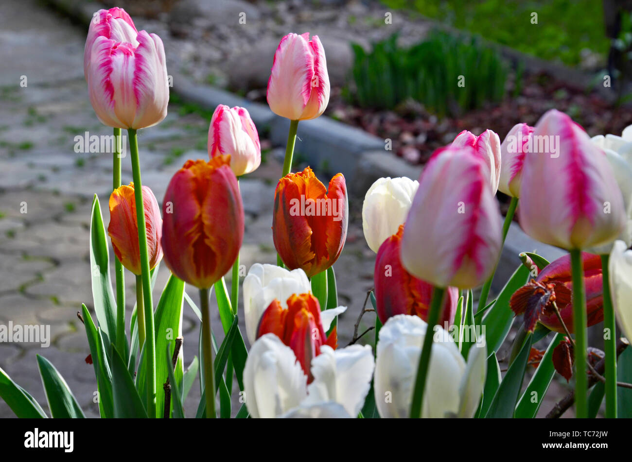 Flores de colores diferentes flores de tulipán en día soleado. Concepto de primavera tulipanes multicolores huerto en el jardín. Foto de stock