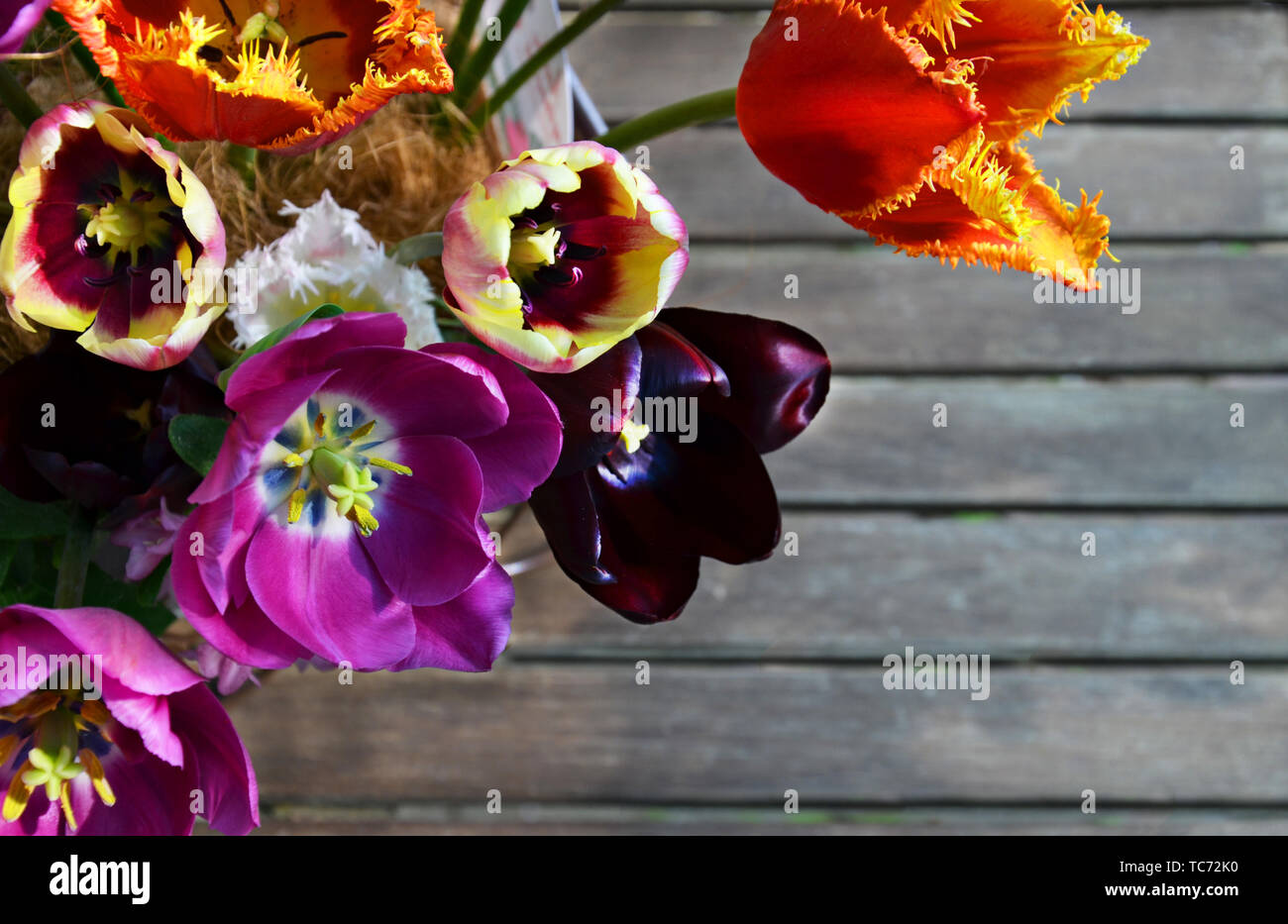 Muelle de coloridas flores de tulipanes ramo de pie sobre fondo de madera gris como tarjeta de felicitación con espacio libre. Concepto de primavera. Foto de stock