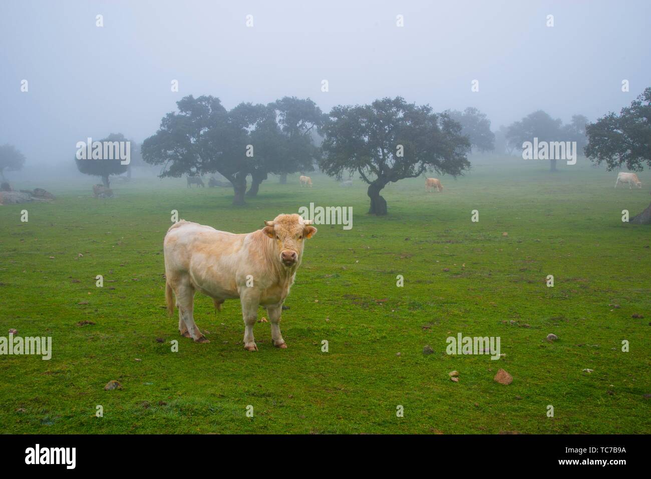 Bull dehesa fotografías e imágenes de alta resolución - Alamy