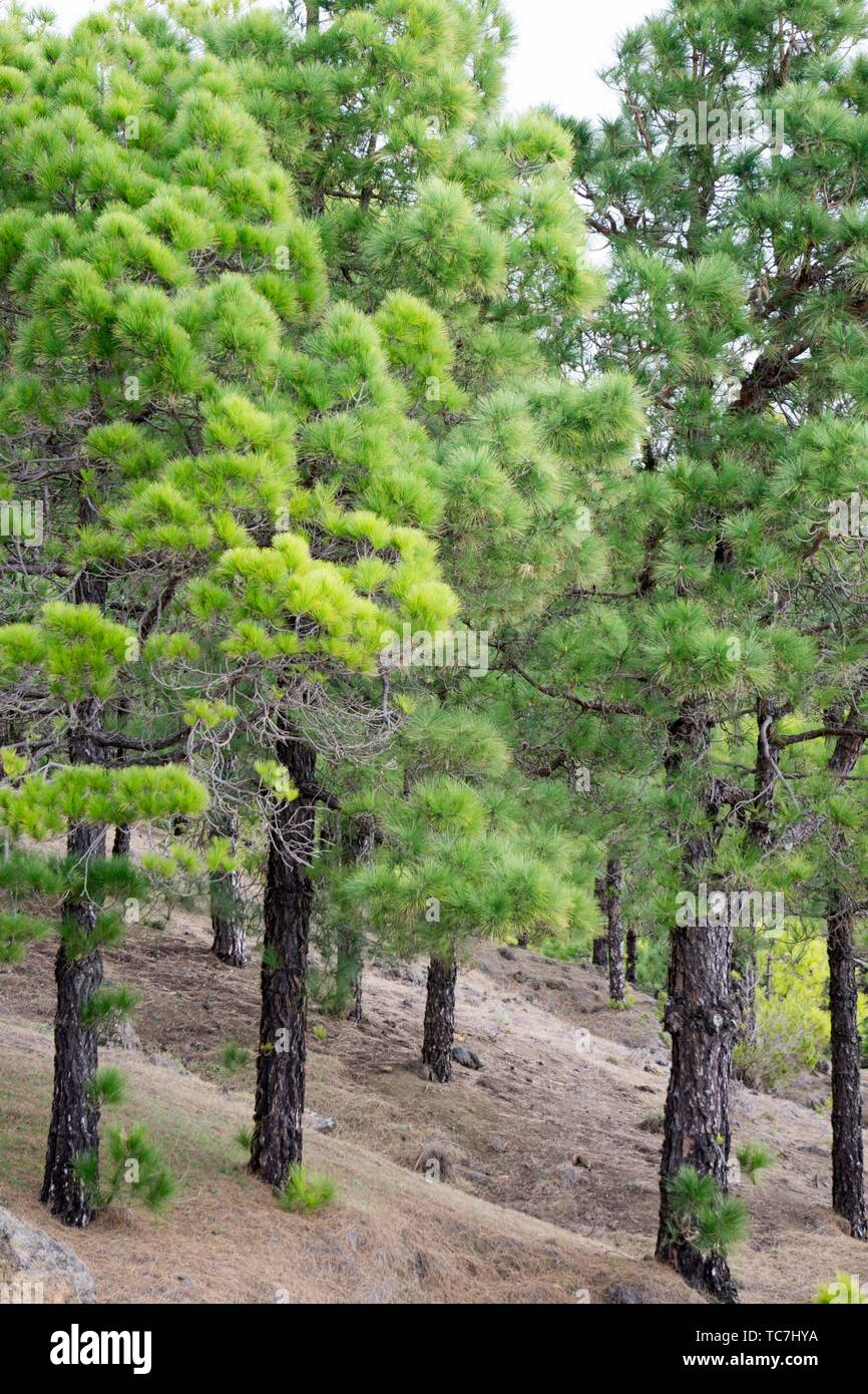 Bosque de pino canario de El Hierro, Islas Canarias Fotografía de stock -  Alamy