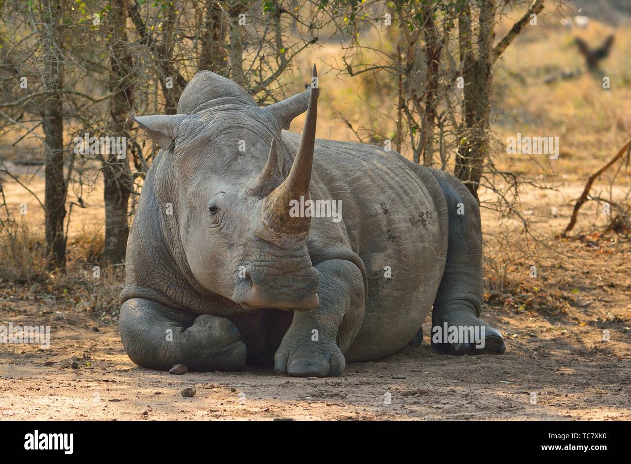 Rinoceronte blanco (Ceratotherium simum simum). El Parque Nacional Hlane, Eswatini (Swazilandia) Foto de stock
