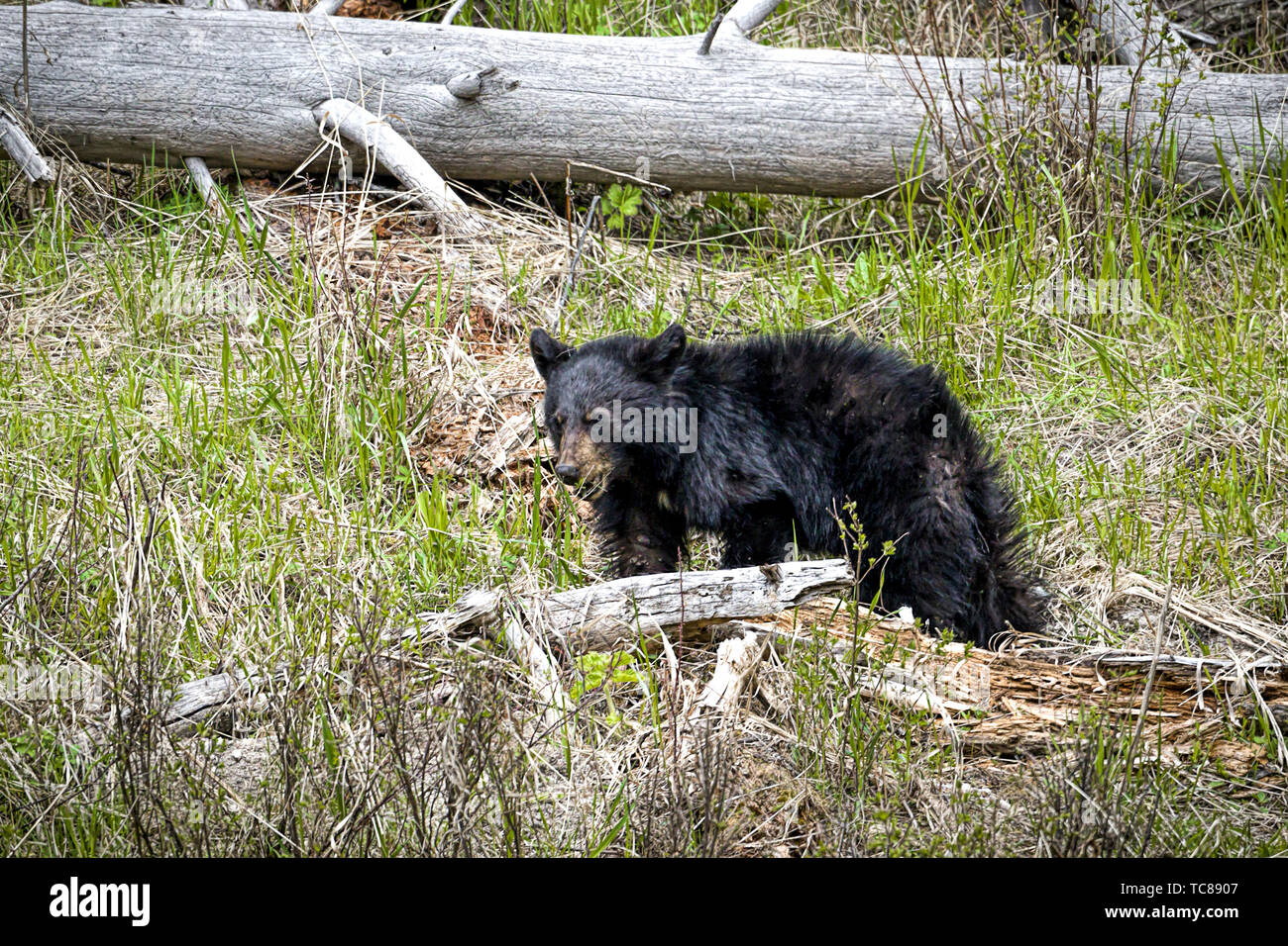 Un cachorro de oso negro anda en el Parque Nacional de Yellowstone  Fotografía de stock - Alamy