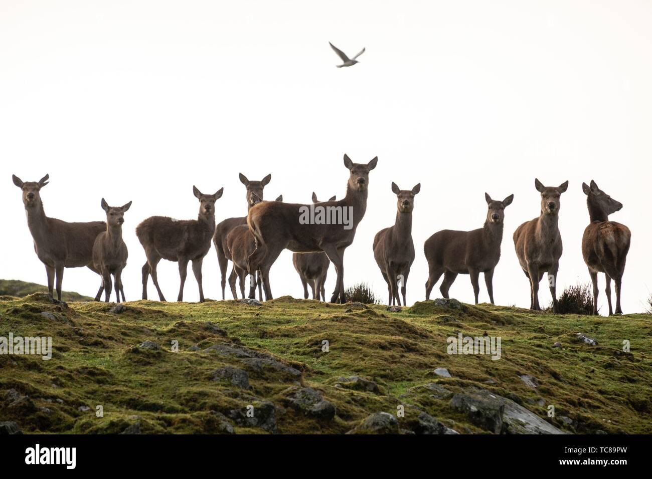 Ciervo rojo, Cervus elaphus scoticus, Parque Nacional de Cairngorms, Highlands, Escocia, Reino Unido. Foto de stock