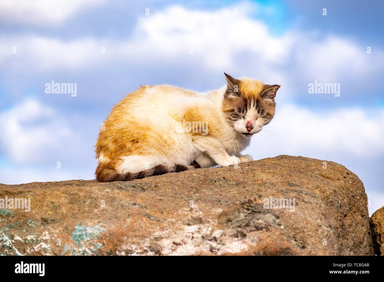 Gato callejero sobre una roca en Las Palmas de Gran Canaria, Islas Canarias  Fotografía de stock - Alamy