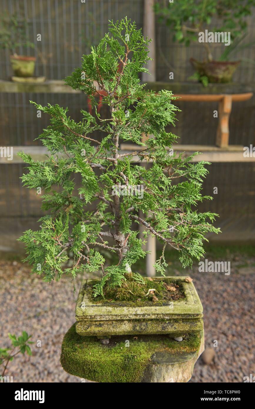 Bonsai en el Jardin de Corazon jardín Japonés, La Serena, Chile. Foto de stock