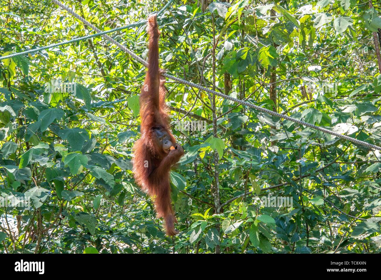 El orangután (Pongo pygmaeus), Centro de Rehabilitación Semenggoh, Kota Padawan, Sarawak, Borneo, Malasia, Sudeste Asiático, Asia Foto de stock