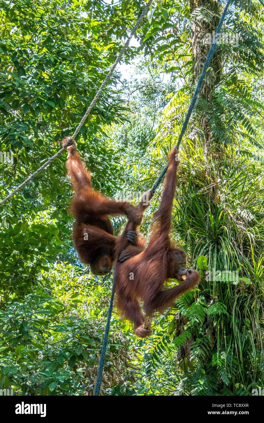 Los orangutanes (Pongo pygmaeus), Centro de Rehabilitación Semenggoh, Kota Padawan, Sarawak, Borneo, Malasia, Sudeste Asiático, Asia Foto de stock