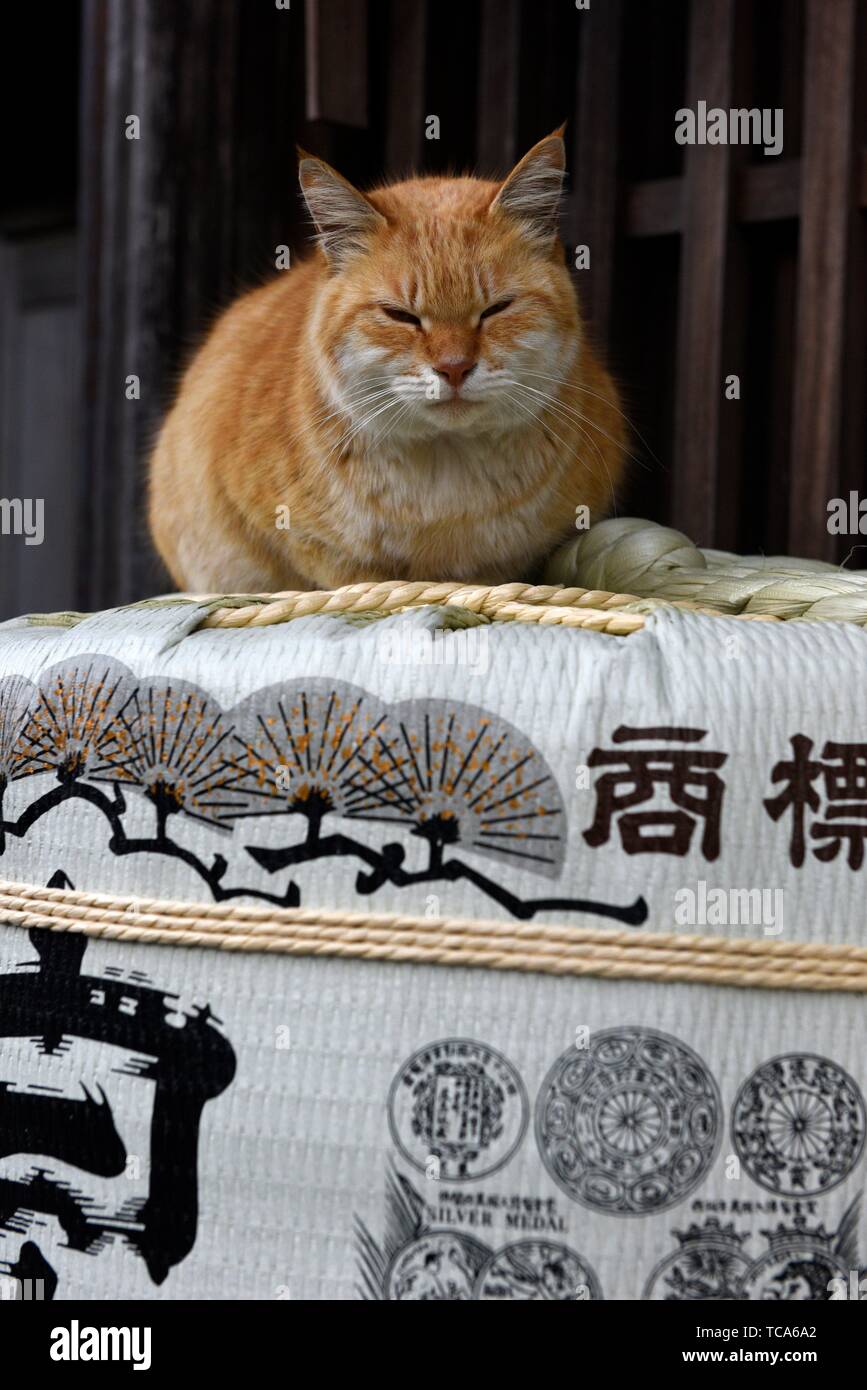 Un gato en la parte superior de sake de barriles en Ise, Japón, Asia. Foto de stock