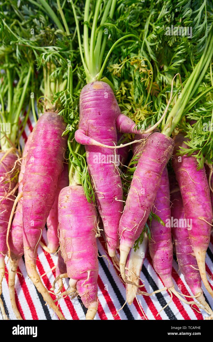 Rosa Morado zanahoria verduras orgánicas del Mediterráneo Fotografía de  stock - Alamy