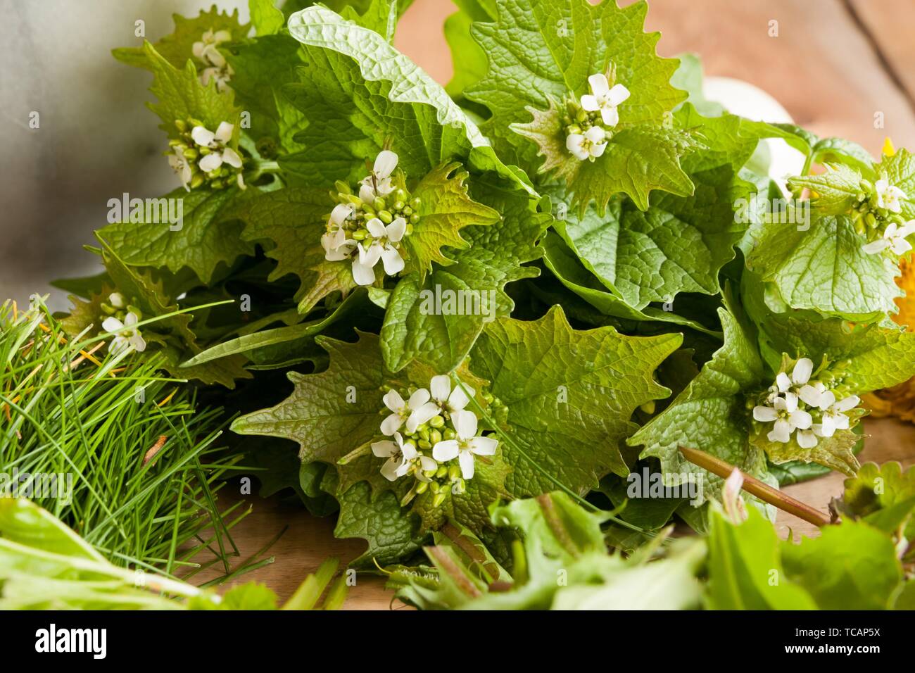 Alliaria petiolata ajo (mostaza) - plantas silvestres comestibles sobre un fondo de madera. Foto de stock