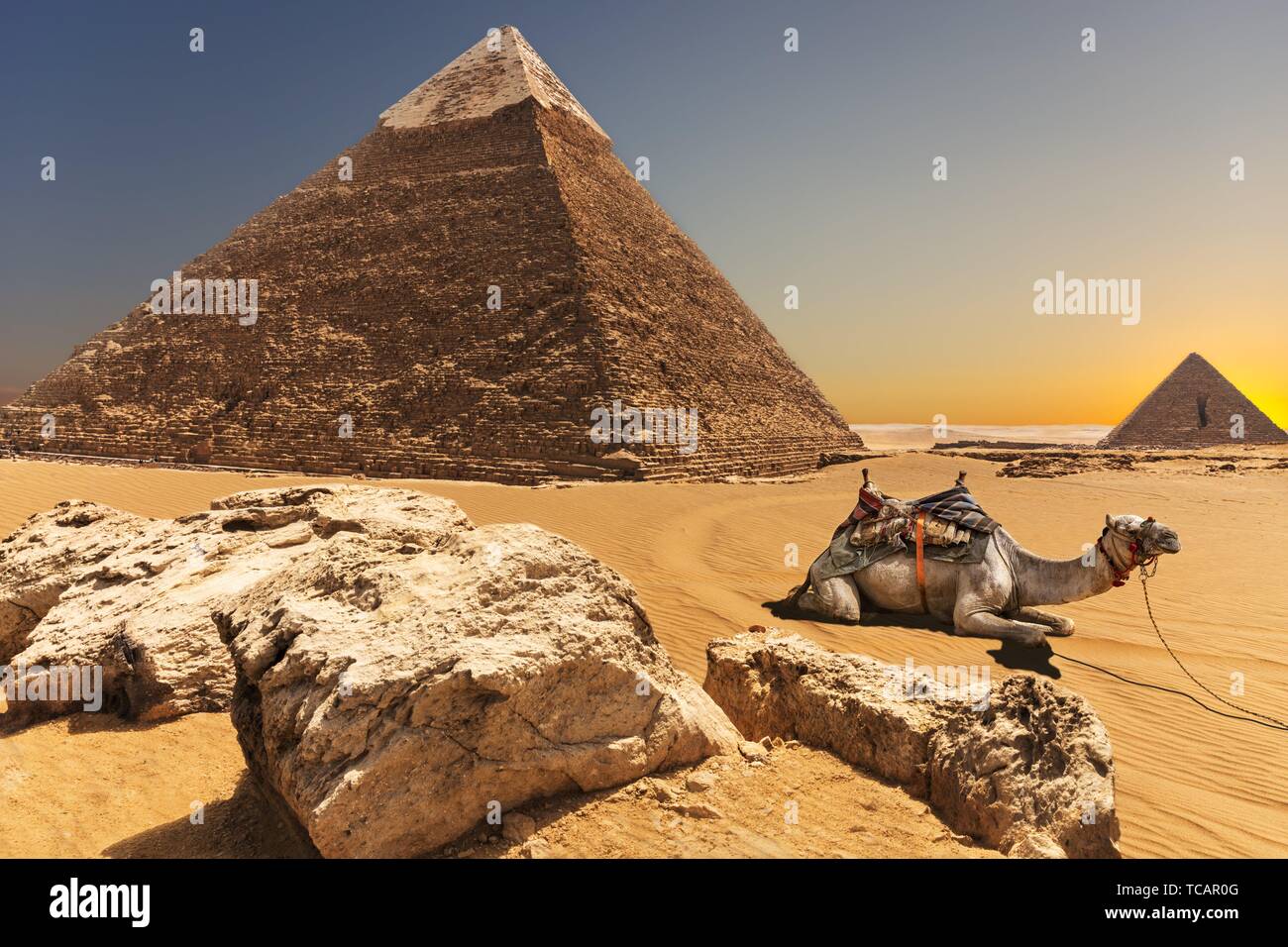 Un camello por la Pirámide de Chephren en Giza, Egipto. Foto de stock