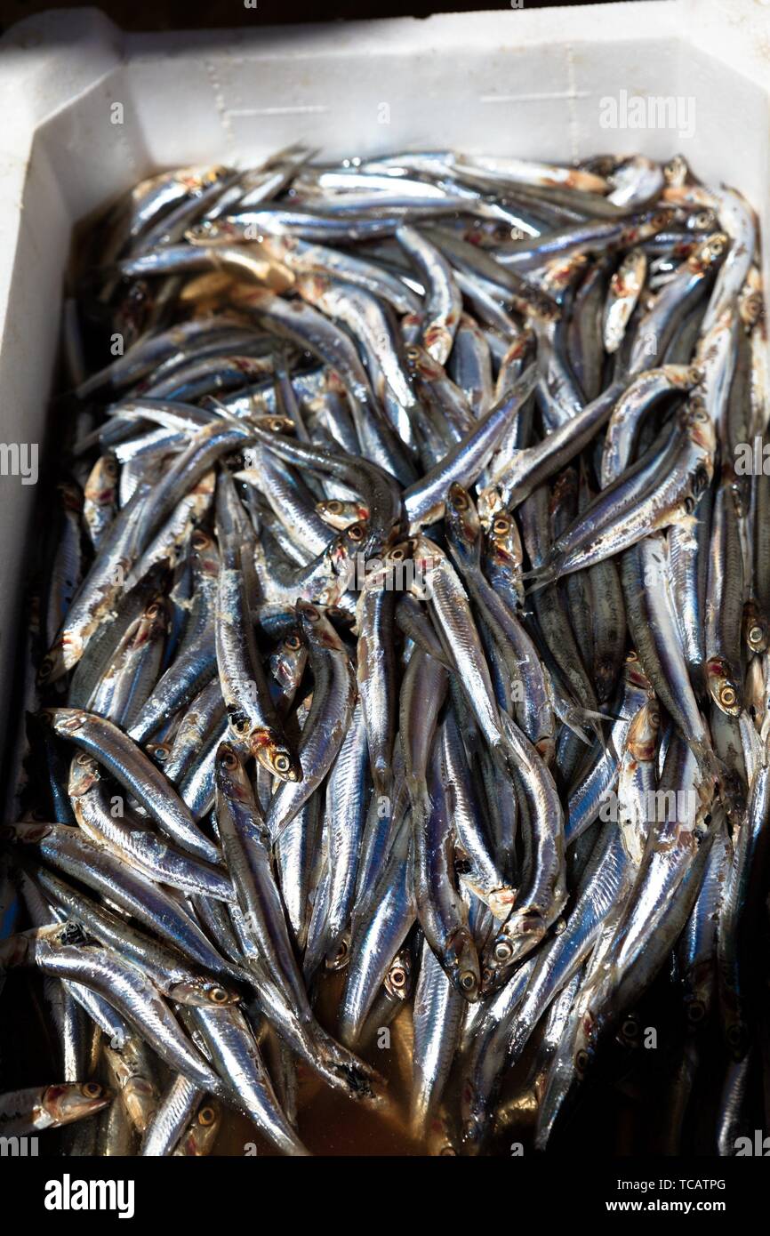 Los pescados mediterráneos expuestos en el mercado abierto en Nápoles. Foto de stock