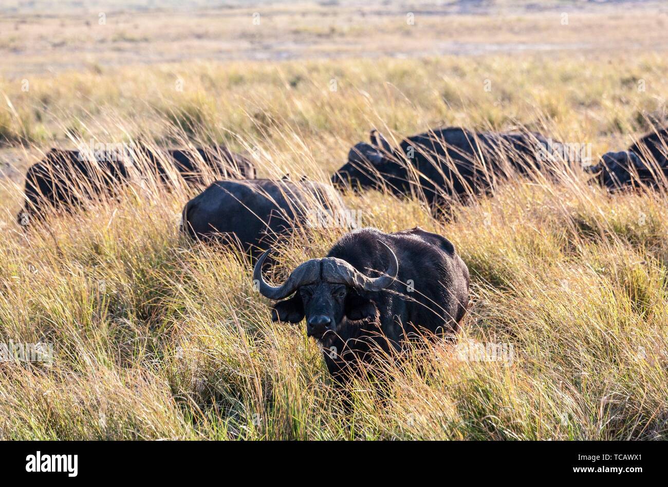 Búfalos africanos, reserva de caza,Botswana. Foto de stock
