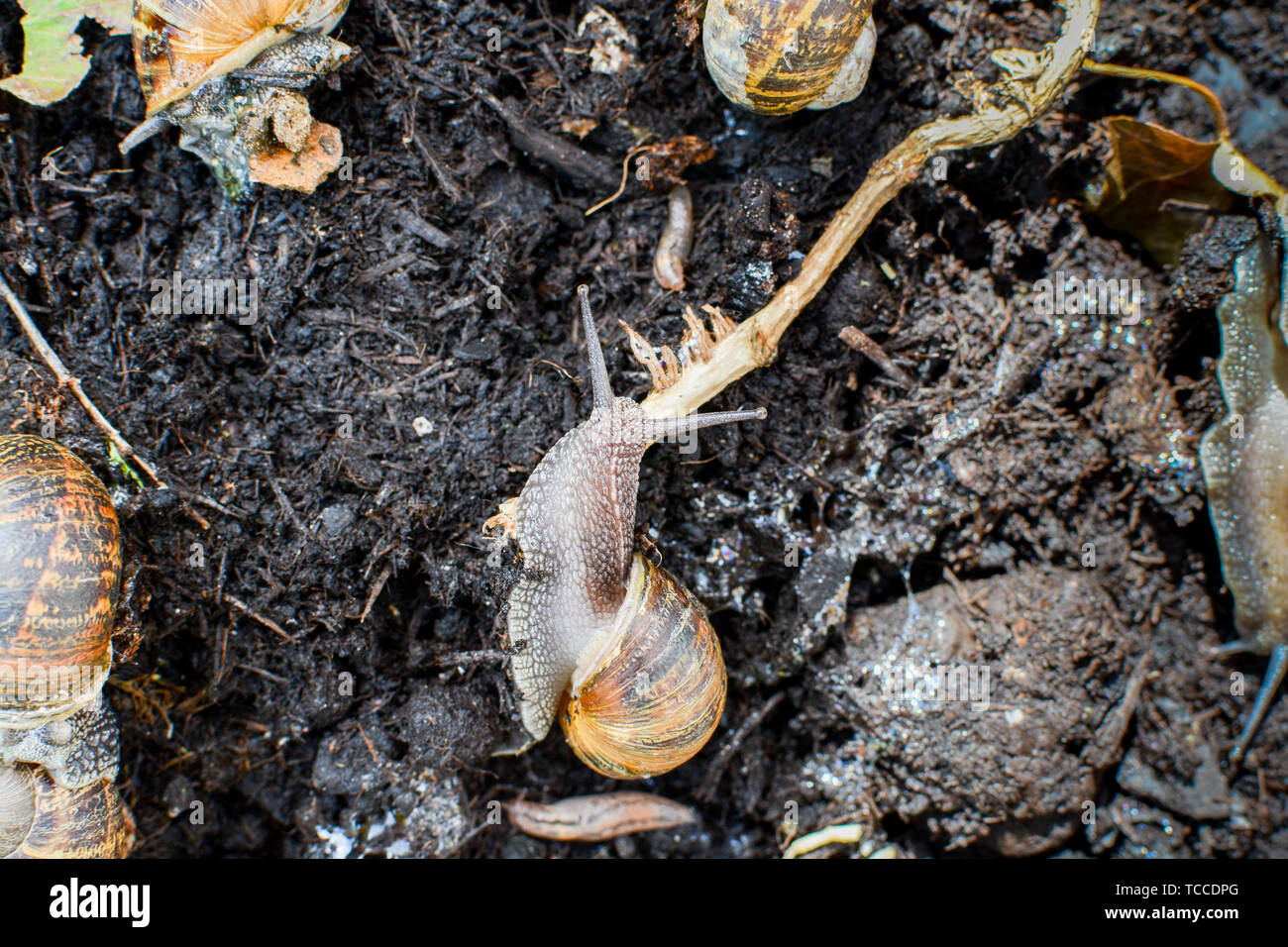 Los caracoles arrastrándose alrededor de barro en el exterior, en un jardín en su entorno natural. Foto de stock