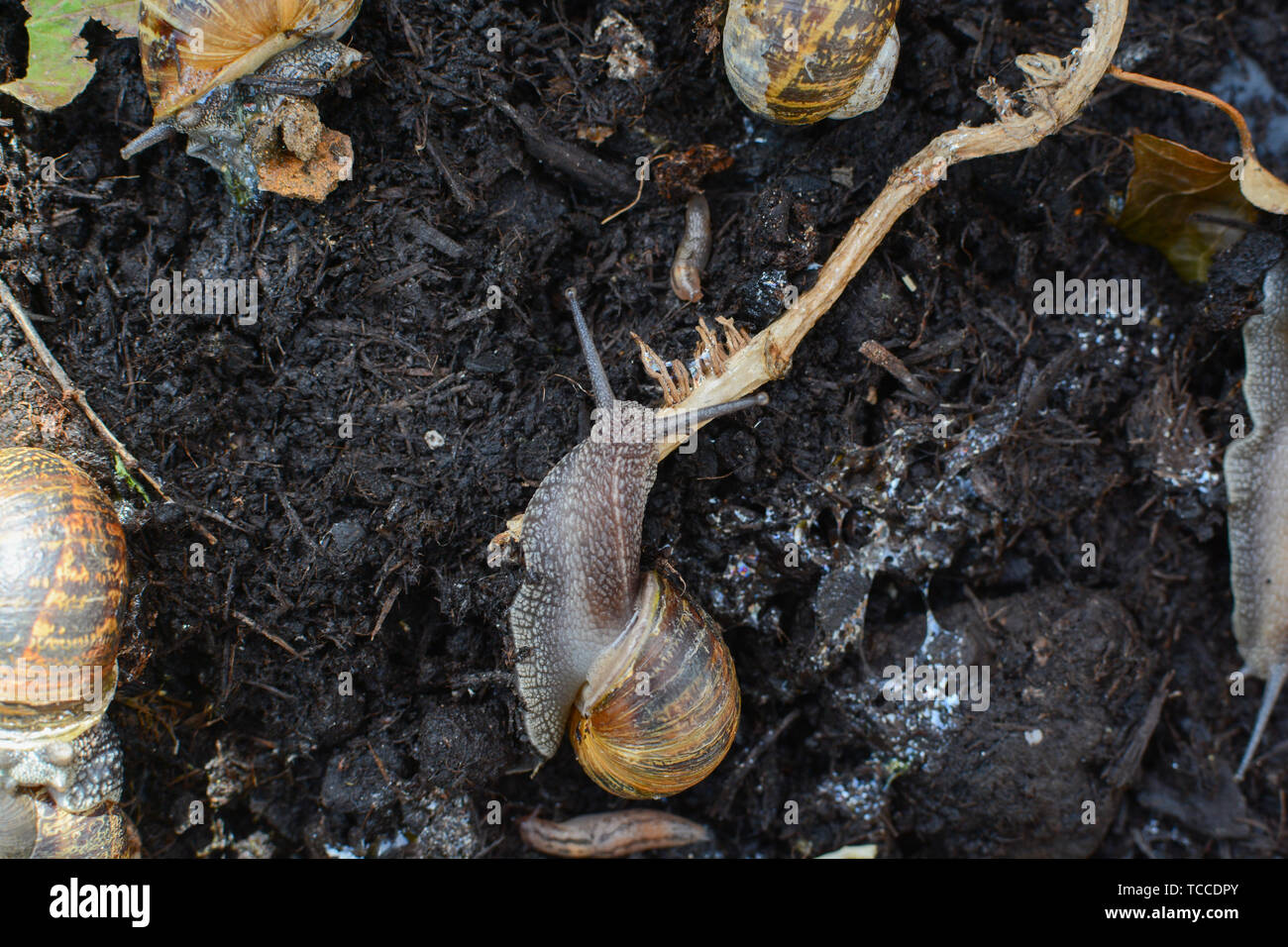 Los caracoles arrastrándose alrededor de barro en el exterior, en un jardín en su entorno natural. Foto de stock