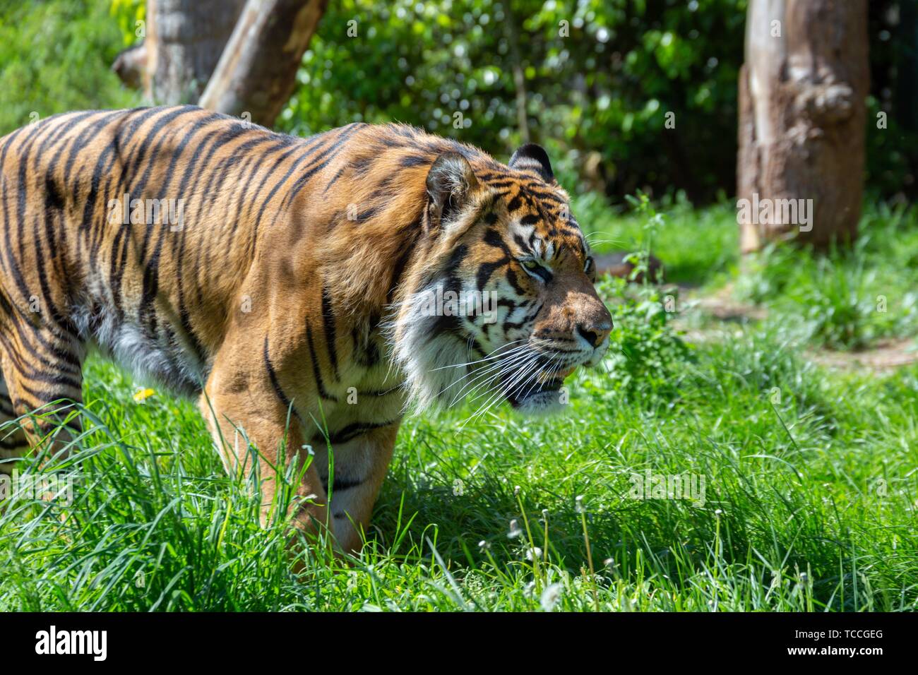 Merodea un tigre de Sumatra. El tigre de Sumatra es uno de los más pequeños tigres, aproximadamente del tamaño de un leopardo, y está en peligro crítico de extinción. Foto de stock
