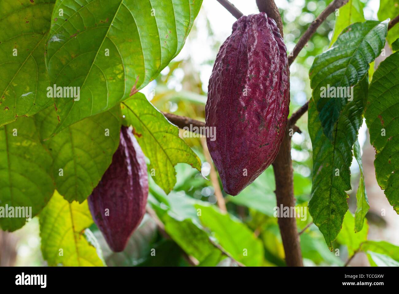 Trinitario de cacao (Theobroma cacao) vainas en Sumatra, Indonesia. Foto de stock
