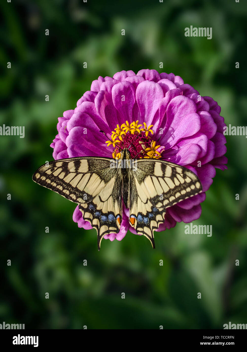Una gran mariposa machaon Zinnia magenta se ubica en una flor. Papilio machaon, la especie del Viejo Mundo, es una mariposa de la familia Papilionidae. El Foto de stock