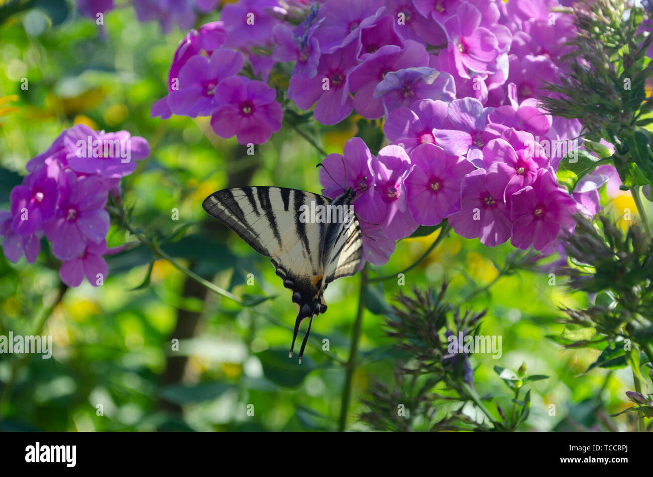 Mariposa de color blanco con rayas sentado en el Phlox flores púrpura. La escasa especie, Iphiclides podalirius es una mariposa, la familia Papilionidae Foto de stock