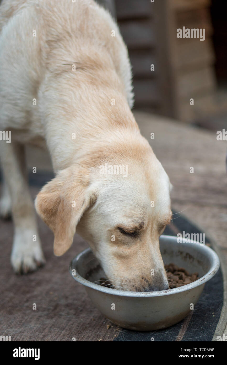 Labrador amarillo comiendo alimentos fuera del recipiente Foto de stock