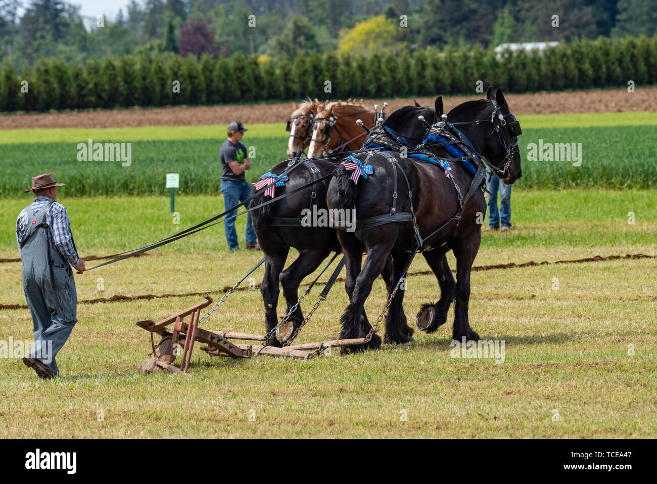 Un plowman con un equipo de caballos. 2019 International de arada. Berthusen, Lynden Park, Washington Foto de stock