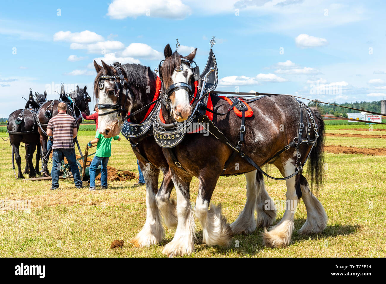 Equipo pf caballos arado esperando otra carrera. 2019 International de arada. Berthusen, Lynden Park, Washington Foto de stock