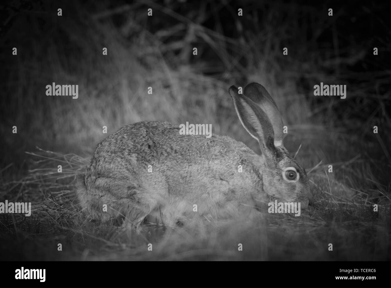 Vista lateral Closeup de liebre con orejas acostado sobre la hierba en los colores blanco y negro Foto de stock