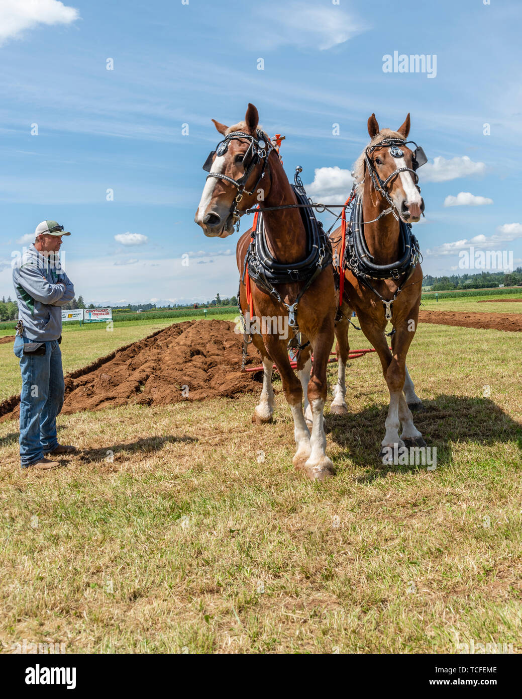 Equipo de caballos en la arada. 2019 International de arada. Berthusen, Lynden Park, Washington Foto de stock