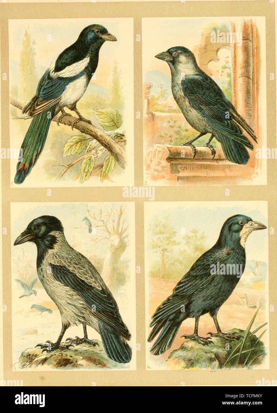 Dibujos de los cuervos fotografías e imágenes de alta resolución - Alamy