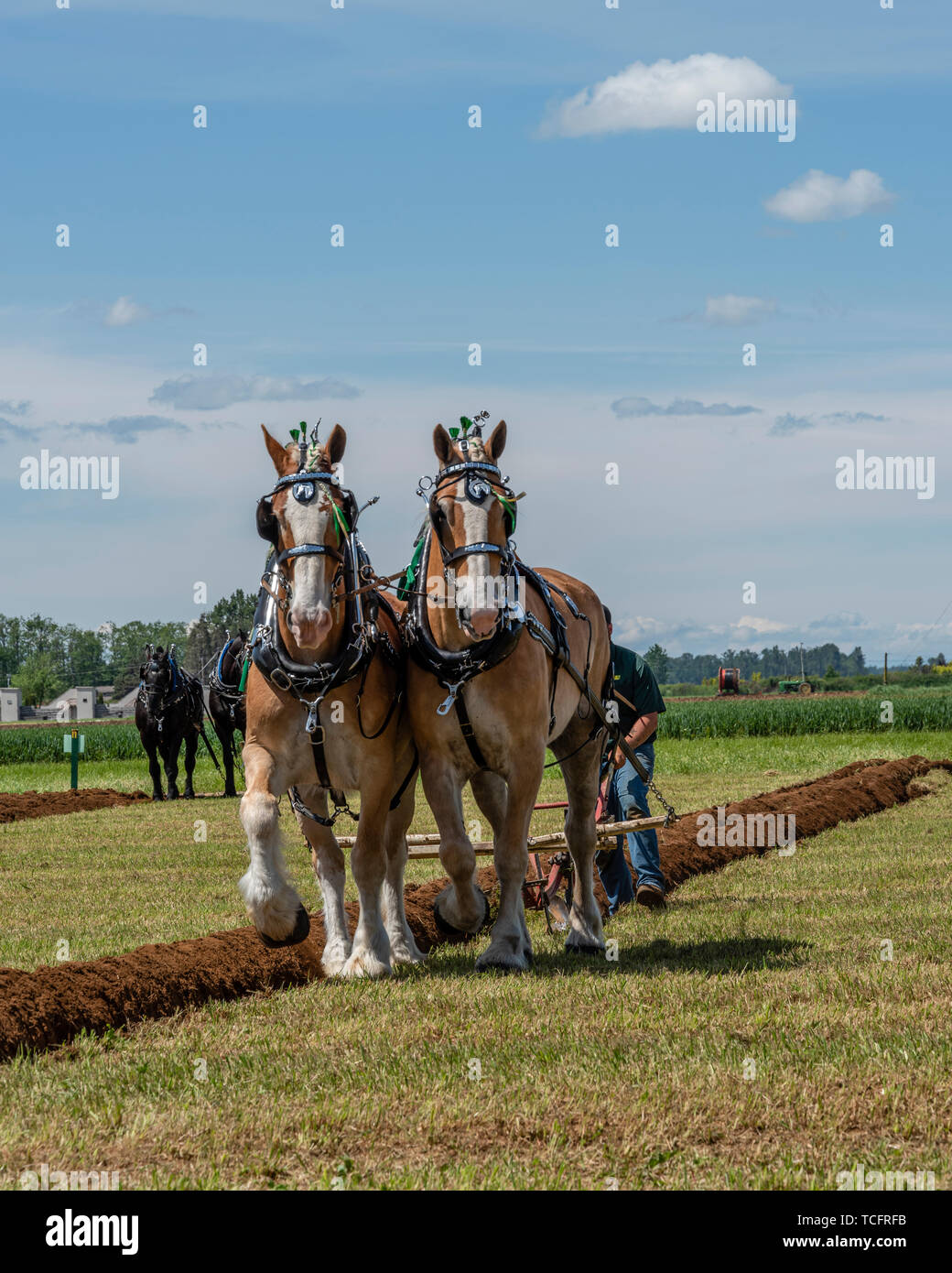 Equipo de caballos casi al final de un surco. 2019 International de arada. Berthusen, Lynden Park, Washington Foto de stock