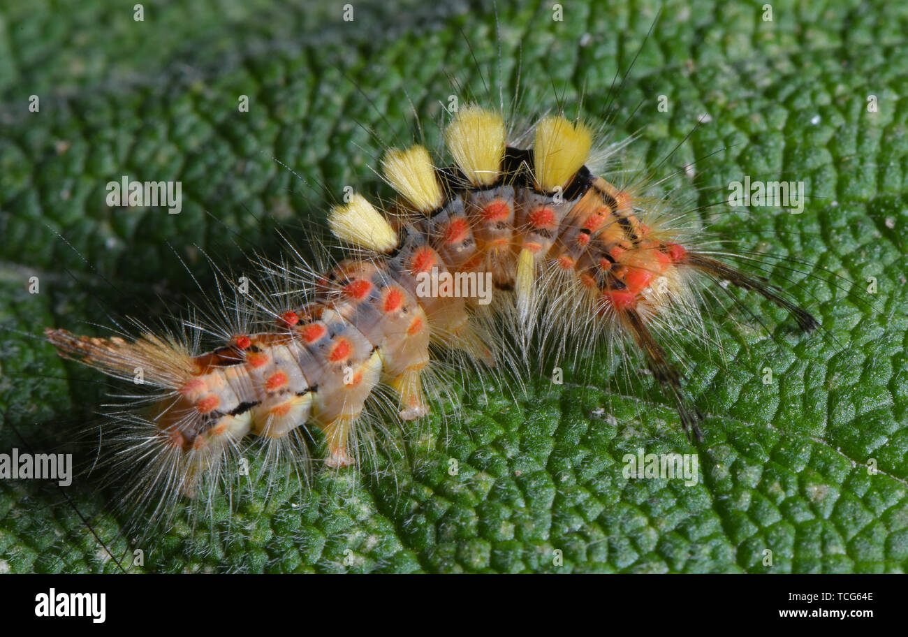 Sieversdorf, Alemania. 08 de junio, 2019. Una oruga de la endrina brushspinner rastreos sobre una planta de salvia. Las orugas son llamativamente coloreadas y peluda. Crédito: Patrick Pleul/dpa-Zentralbild/ZB/dpa/Alamy Live News Foto de stock
