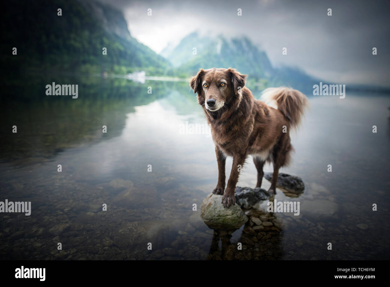 Perro en un bello paisaje. Perro en el lago entre las montañas. Viajar con el mejor amigo del hombre. Foto de stock