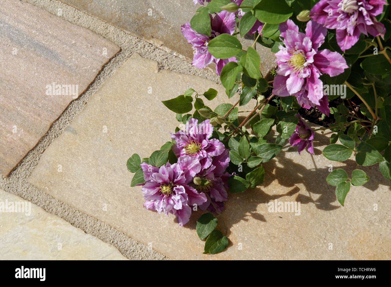 Clematis Hybride Waldrebe (rosa) el mit Blüten auf der Terrasse Foto de stock
