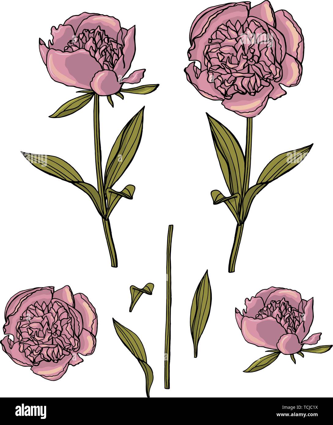 Dibujadas a mano peonía. diseño floral elemento aislado sobre fondo blanco.  stock ilustración vectorial Imagen Vector de stock - Alamy