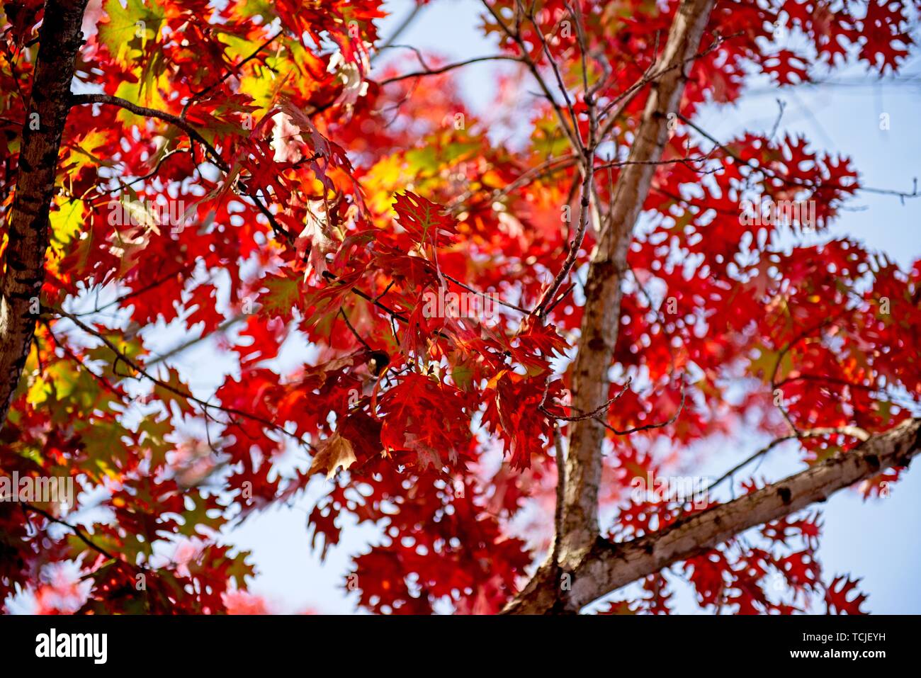 Brillante color rojo y naranja hojas de roble entre el cielo azul Foto de stock