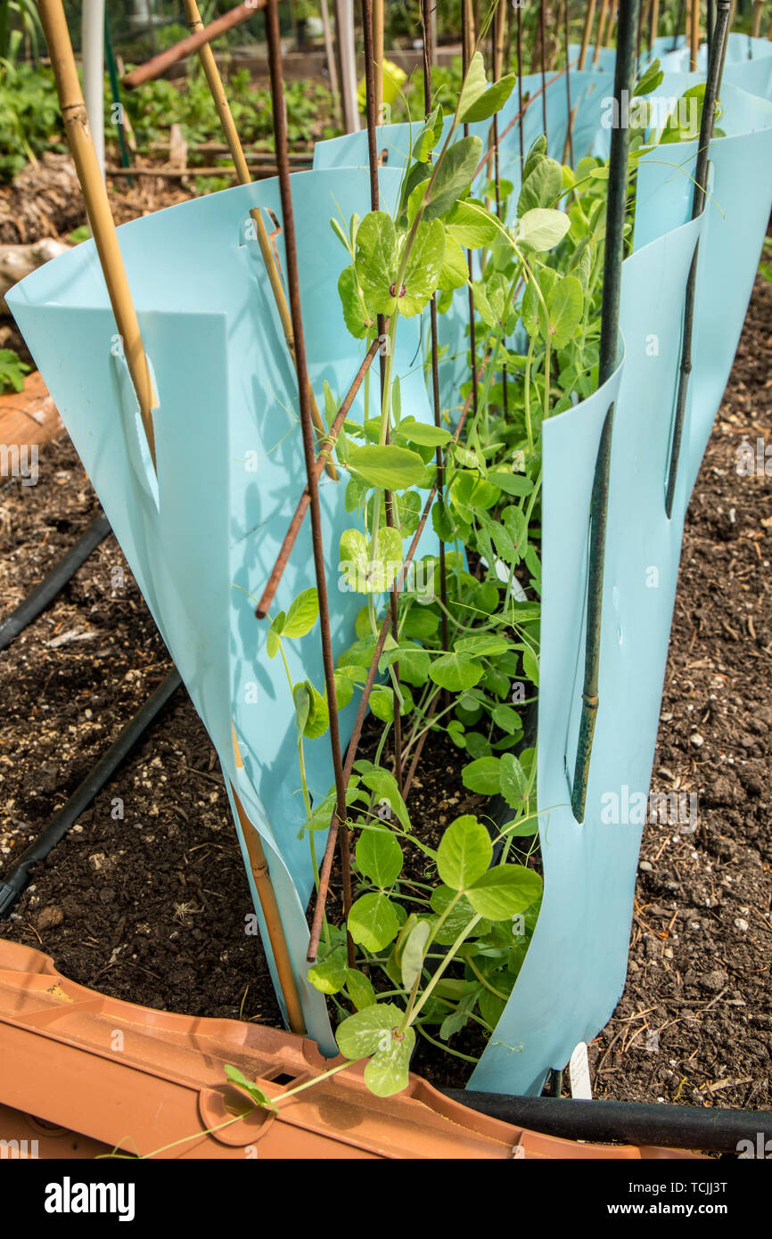 Guisante de nieve dulce dorado fotografías e imágenes de alta
