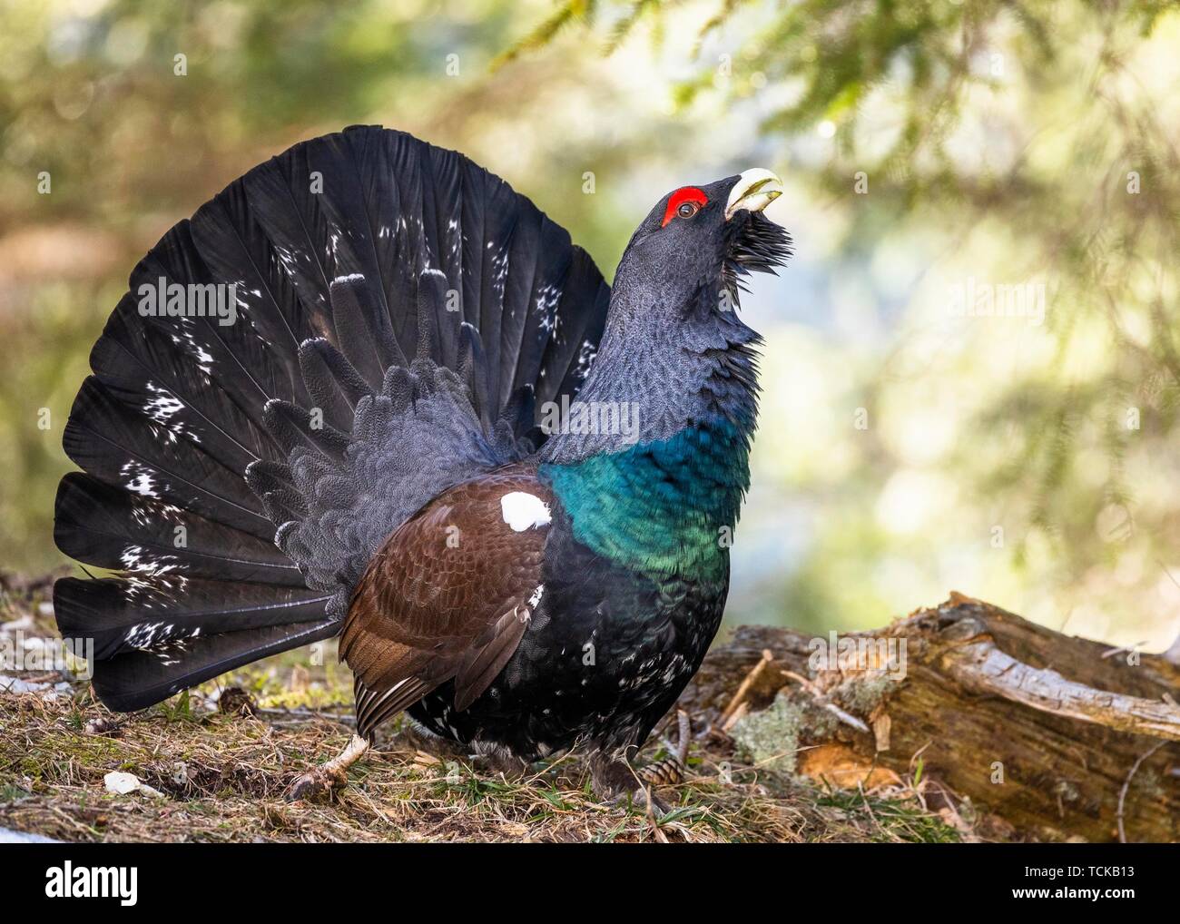 El urogallo (Tetrao urogallus occidental), durante el cortejo mostrar en el bosque, la Salzburger Land, Austria Foto de stock