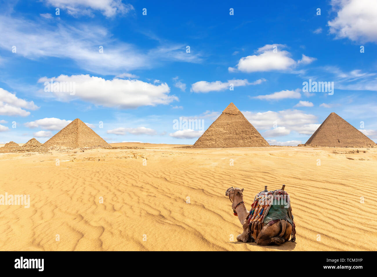 Las pirámides de Giza y un camello en la arena, Egipto Foto de stock