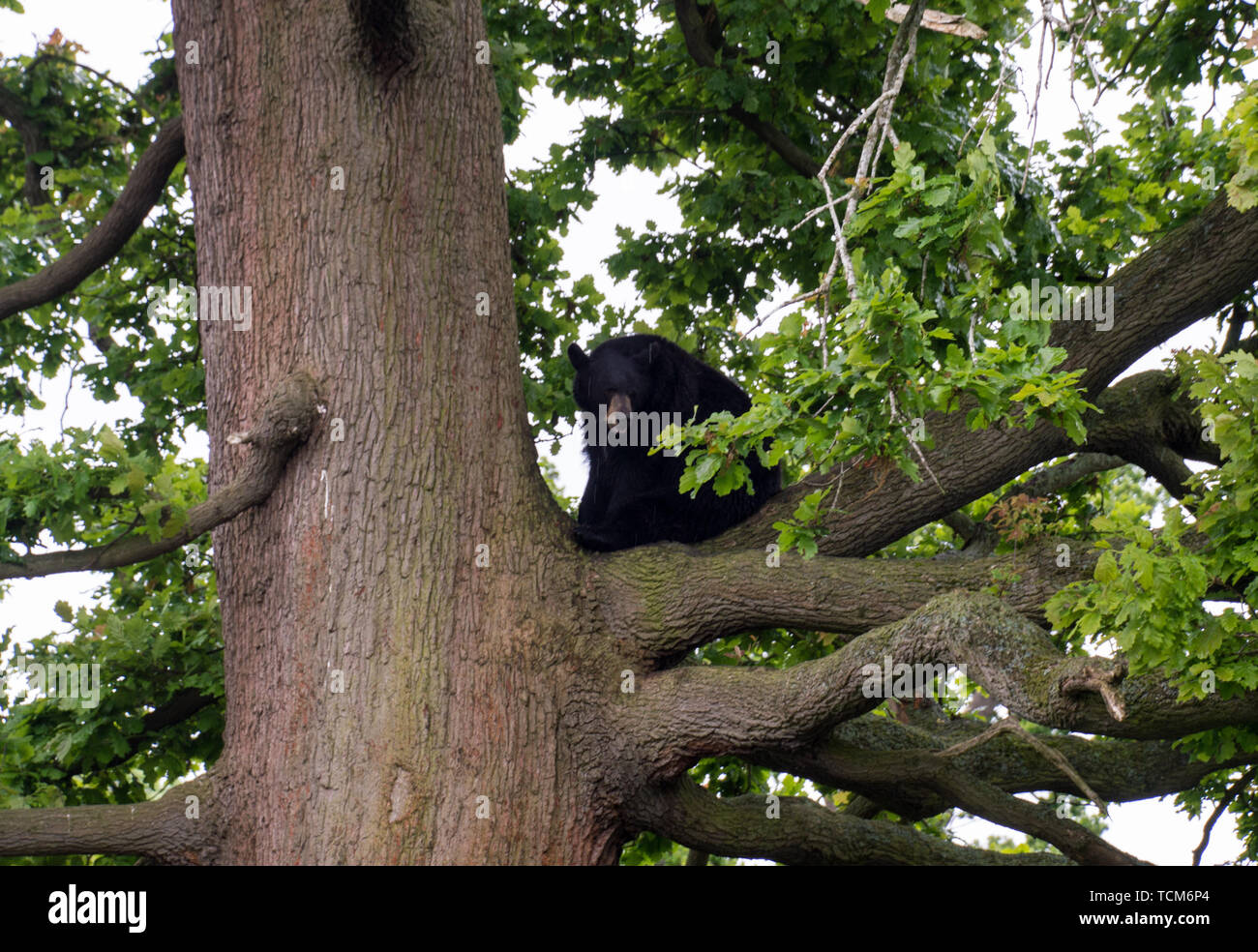 North American Black Bear (Ursidae) en Woburn Safari Park Foto de stock