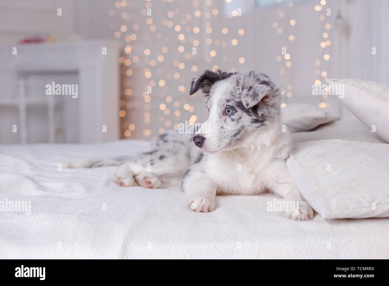Pastor Australiano Aussie, 3 meses de edad, sentada en la cama, ropa de  cama blanca, linternas Fotografía de stock - Alamy