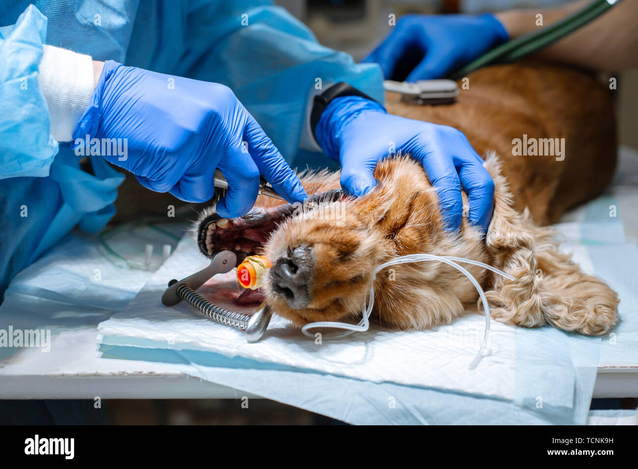 Cerrar el procedimiento de extracción de dientes profesional perro en una  clínica veterinaria. Perros anestesiados en la mesa quirúrgica. Concepto de  salud animal Fotografía de stock - Alamy